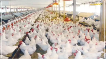 تطور جديد.. استقرار أسعار الفراخ البيضاء اليوم في بورصة الدواجن مفاجأة بآخر تحديث 1